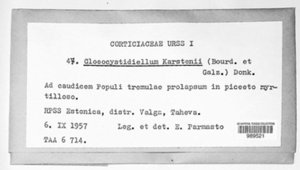 Conferticium karstenii image